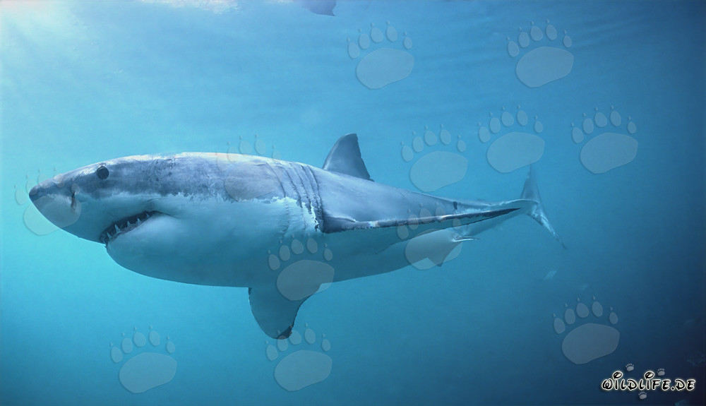 Grand requin blanc fascinant chassant des phoques au large de l'Afrique du Sud
