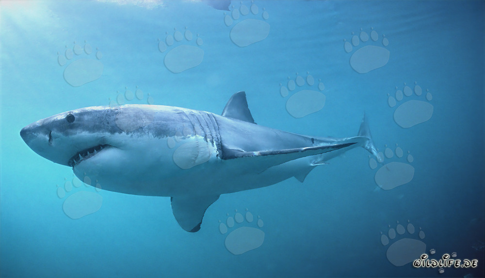 Fascinating Great White Shark hunting seals off the coast of South Africa