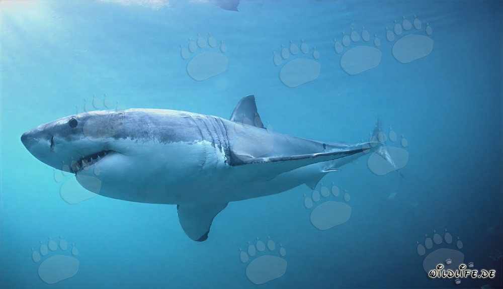 Fascinante tiburón blanco cazando focas frente a Sudáfrica