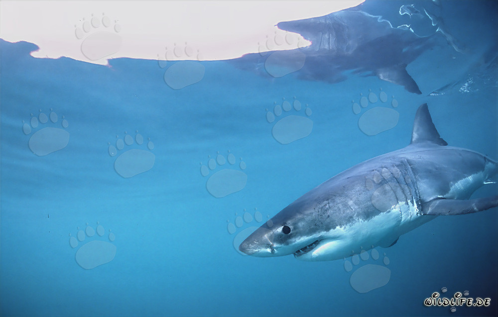 Fascinating Great White Shark near Dyer Island
