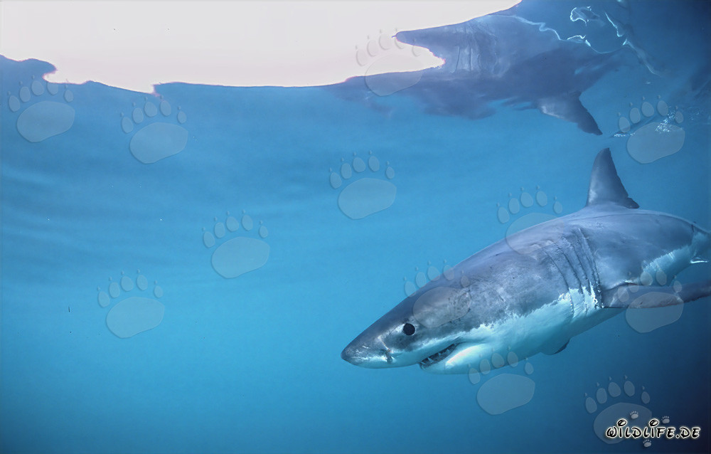 Requin blanc fascinant dans les environs de l'île Dyer