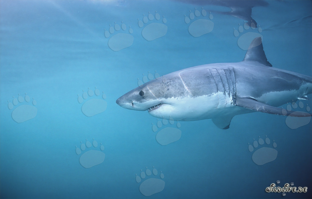 Grand requin blanc impressionnant chassant des phoques au large des côtes sud-africaines