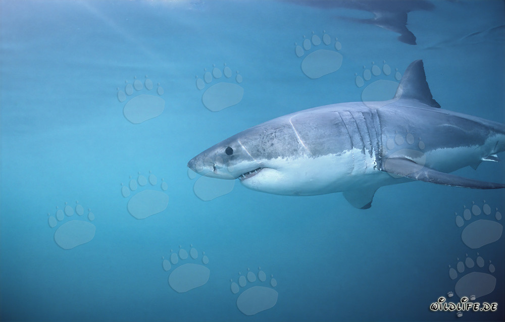 Impresionante Gran Tiburón Blanco cazando focas frente a la costa de Sudáfrica