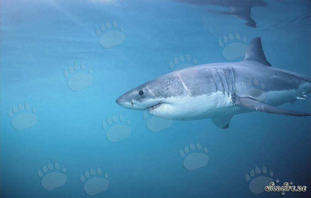 Impressive Great White Shark hunting seals off the coast of South Africa