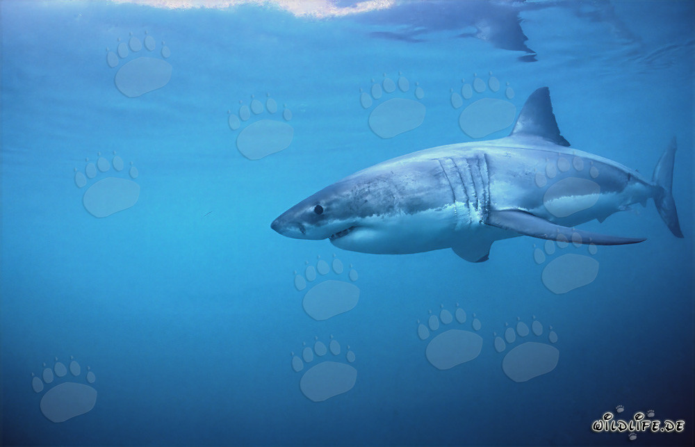 Fascinating Great White Shark on the Hunt in South Africa