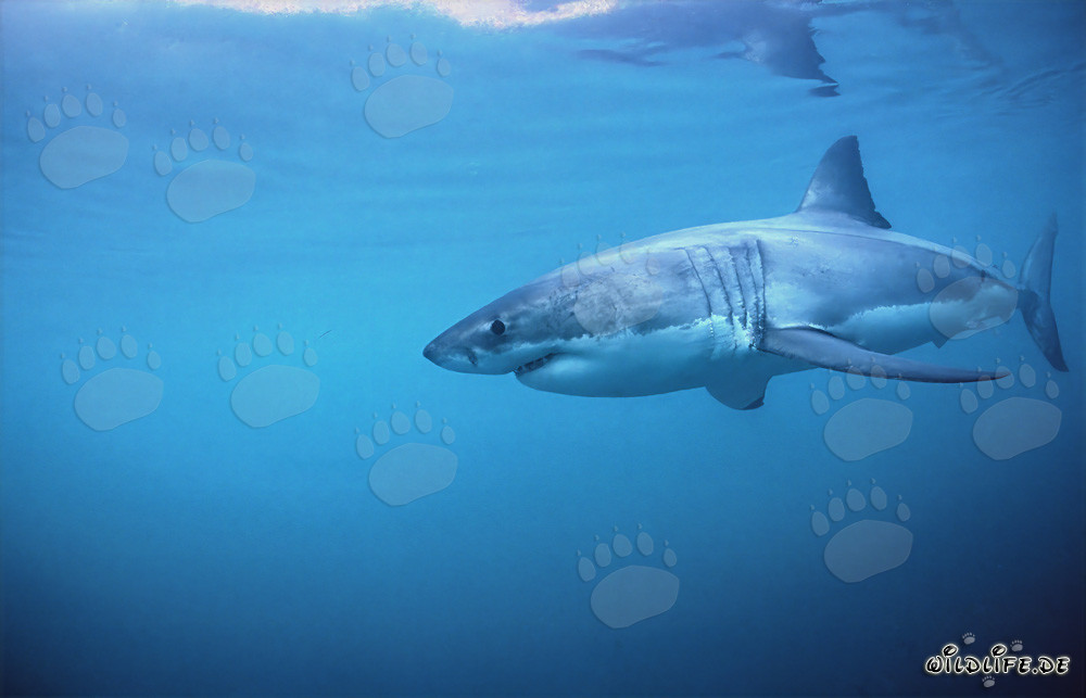 Requin blanc fascinant en chasse en Afrique du Sud