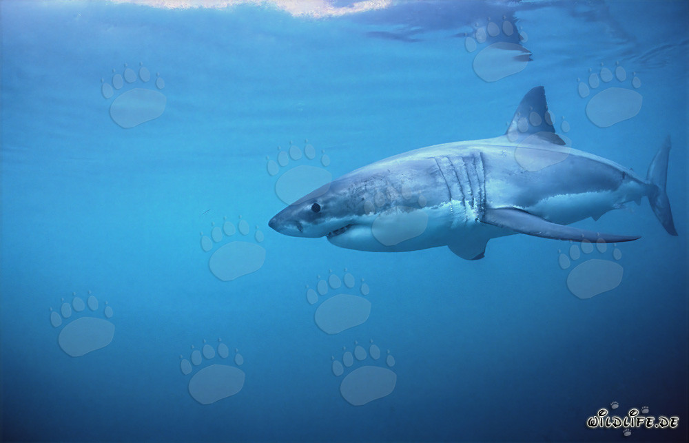 Affascinante squalo bianco in caccia in Sudafrica