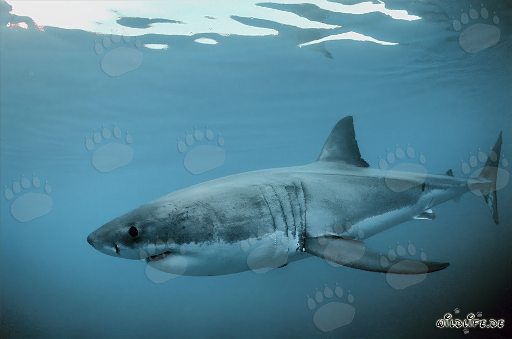 Le majestueux Grand Requin Blanc au large de la côte sud de l'Afrique du Sud