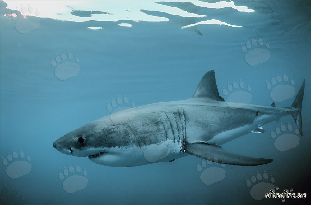 El majestuoso Gran Tiburón Blanco frente a la costa sur de Sudáfrica