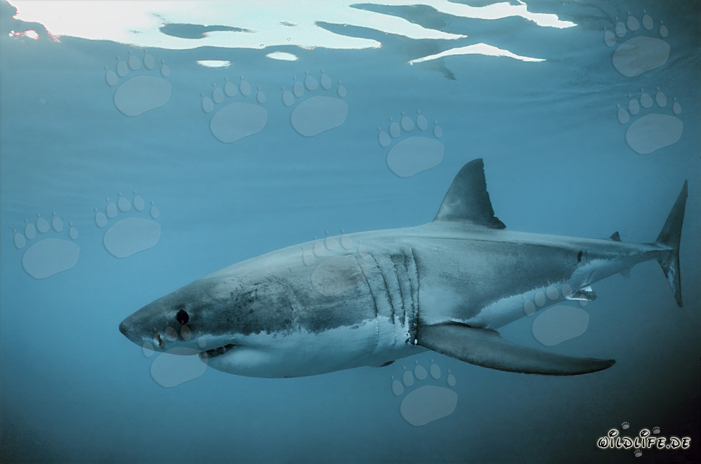 The majestic Great White Shark off the South Coast of South Africa