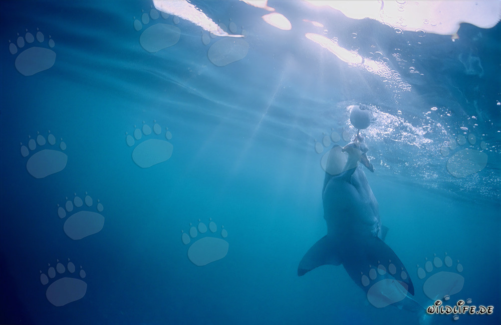 Le Grand Requin Blanc monte verticalement vers l'appât