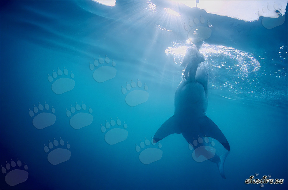 Fascination du grand requin blanc : Dents tranchantes en action