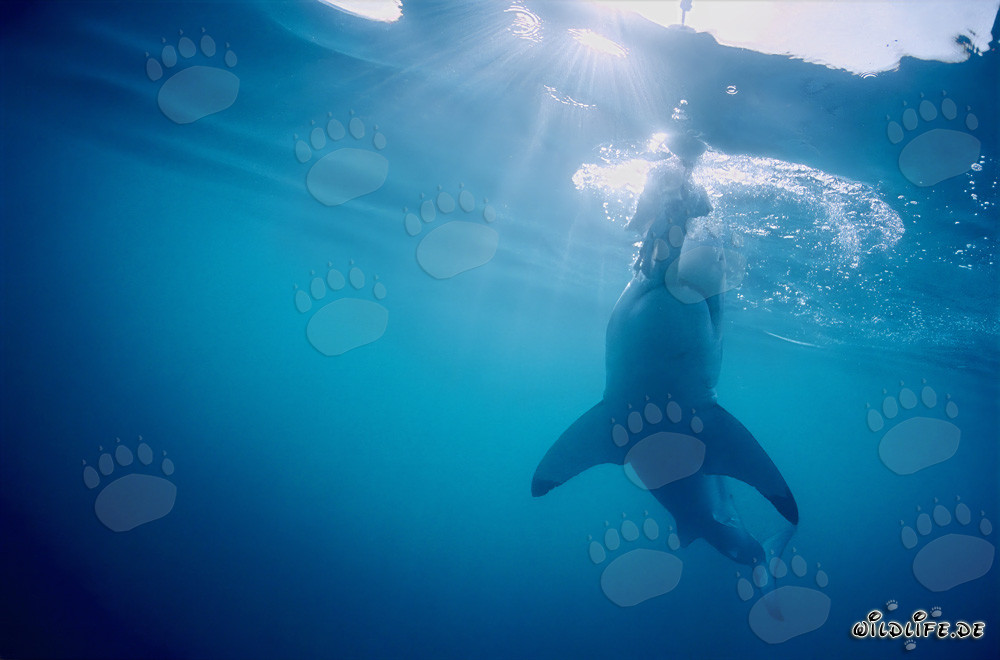 Fascination of the Great White Shark: Sharp Teeth in Action
