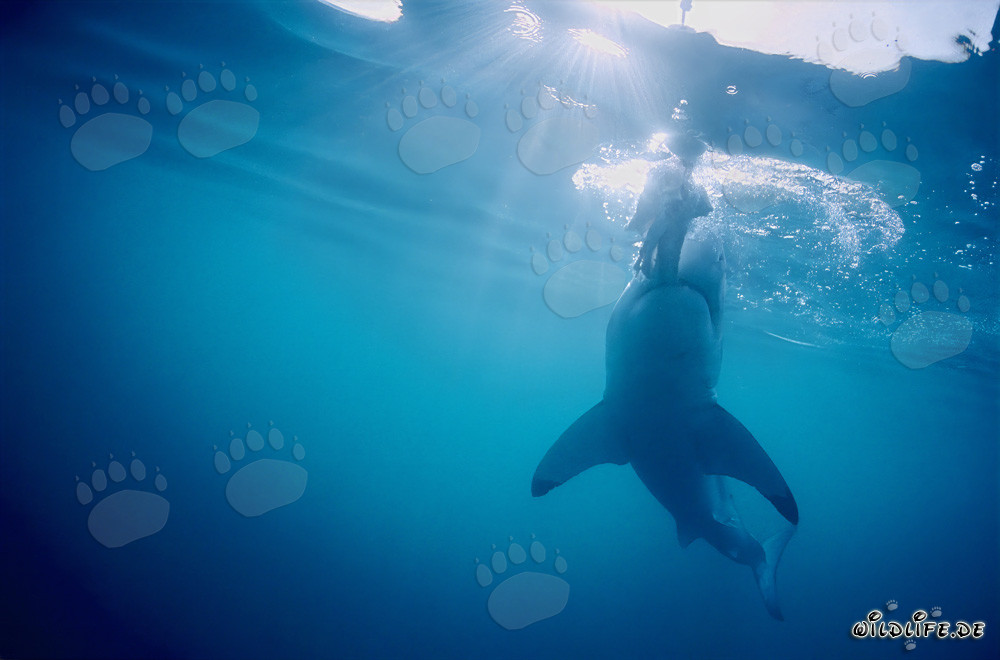 Fascinación del tiburón blanco: Dientes afilados en acción