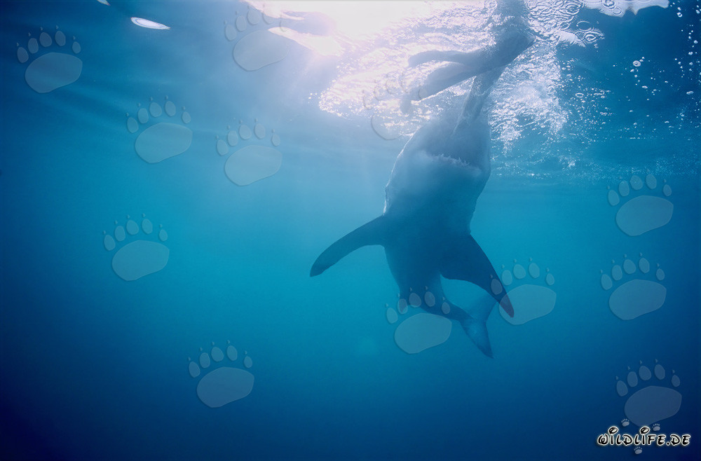 Impressive Great White Shark Hunting for Prey off the Coast of South Africa