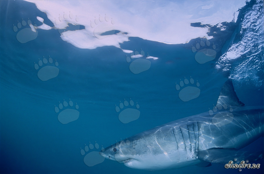 Chasseur de surface impressionnant : Le Grand Requin Blanc