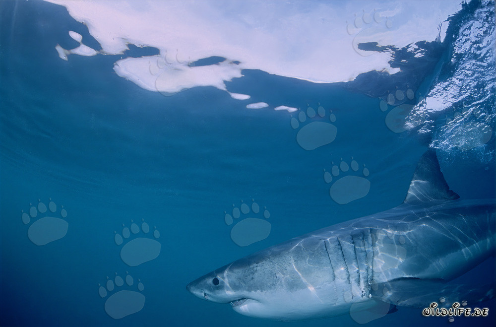 Impresionante cazador de superficie: El Gran Tiburón Blanco