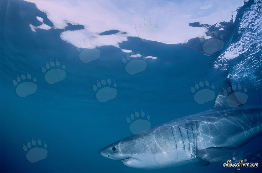 Impressive Surface Hunter: The Great White Shark