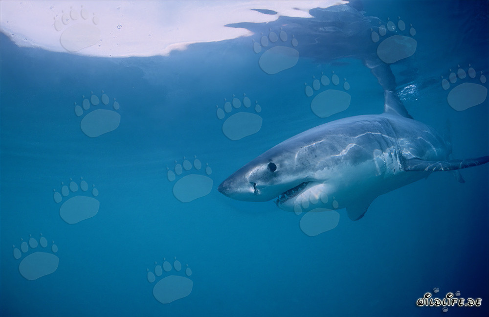Le Grand Requin Blanc - Régulateur des Phoques de Geyser Rock