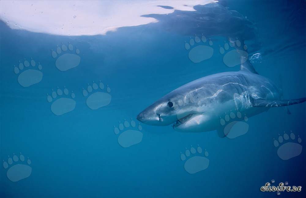 The Great White Shark - Regulator of the Seals of Geyser Rock