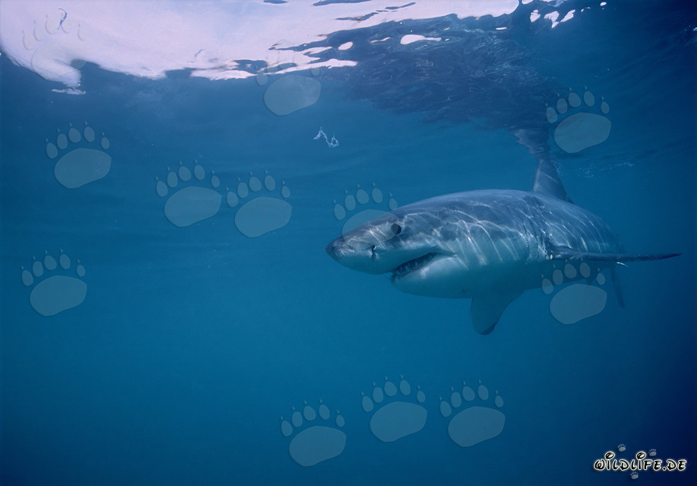 Grand requin blanc impressionnant chassant au large des côtes sud-africaines