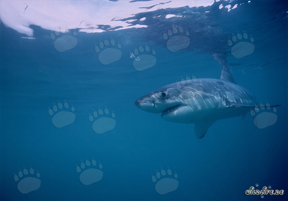 Impressive Great White Shark hunting off the coast of South Africa