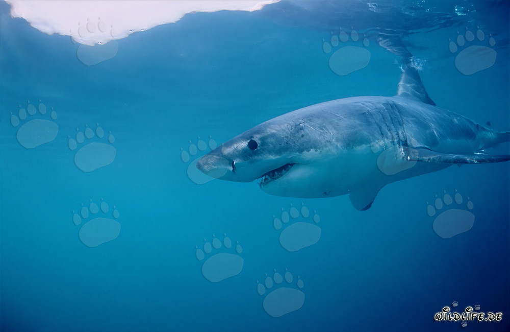 Great White shark (Carcharodon carcharias)