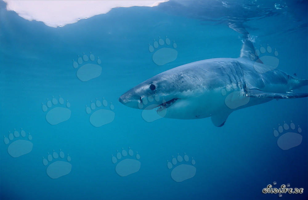 Requin blanc dans la région des phoques