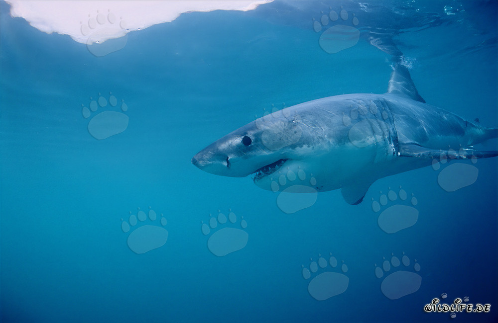 Tiburón blanco en la zona de las focas
