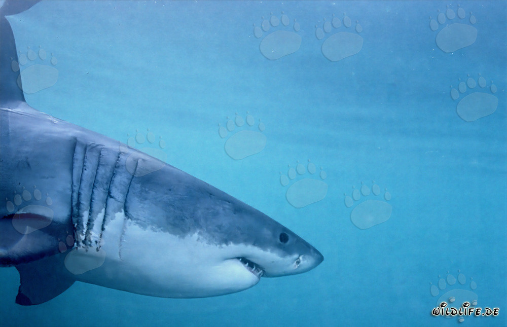 Impressive side portrait of the Great White Shark in front of Dyer Island
