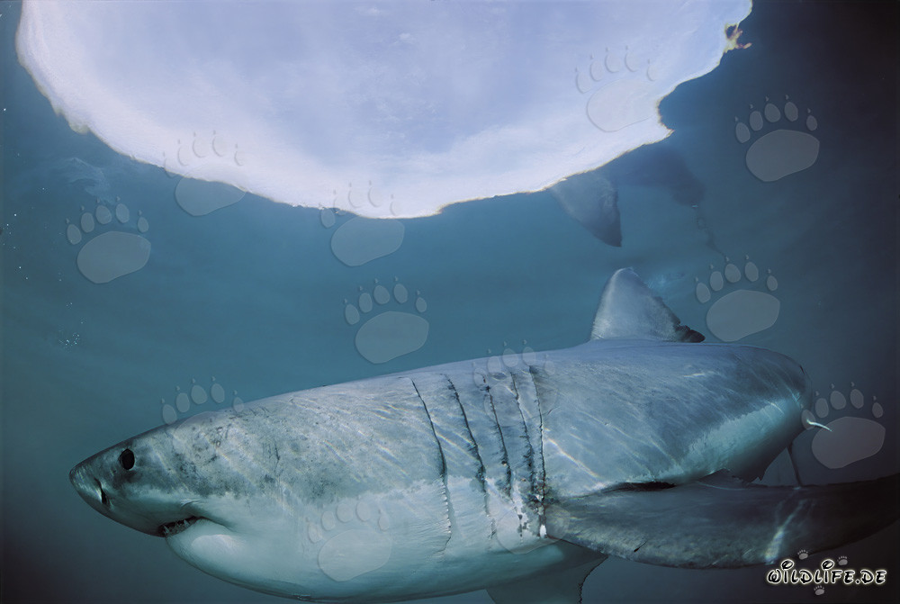 Great White Shark hunting near the water surface
