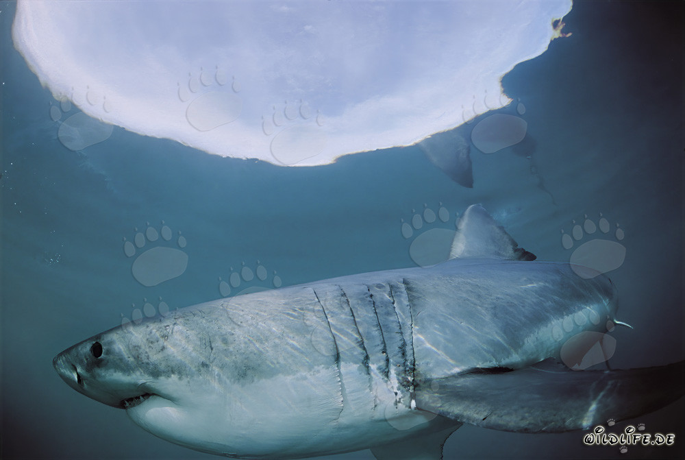 Requin blanc chasse près de la surface de l'eau