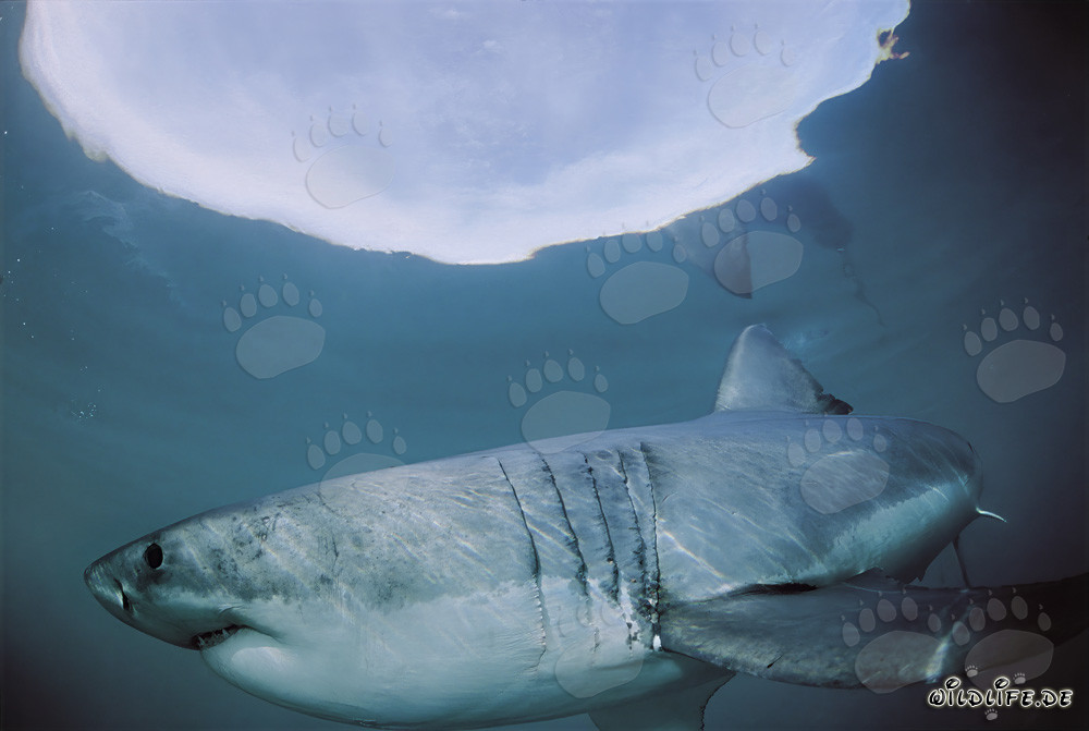 Weißer Hai jagt in der Nähe der Wasseroberfläche
