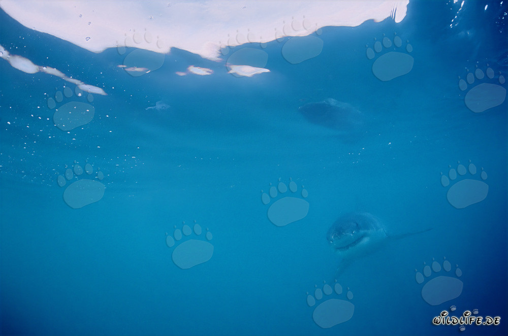 Baby Great White Shark