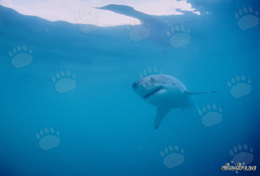 Le Grand Blanc : Fascinant chasseur des mers