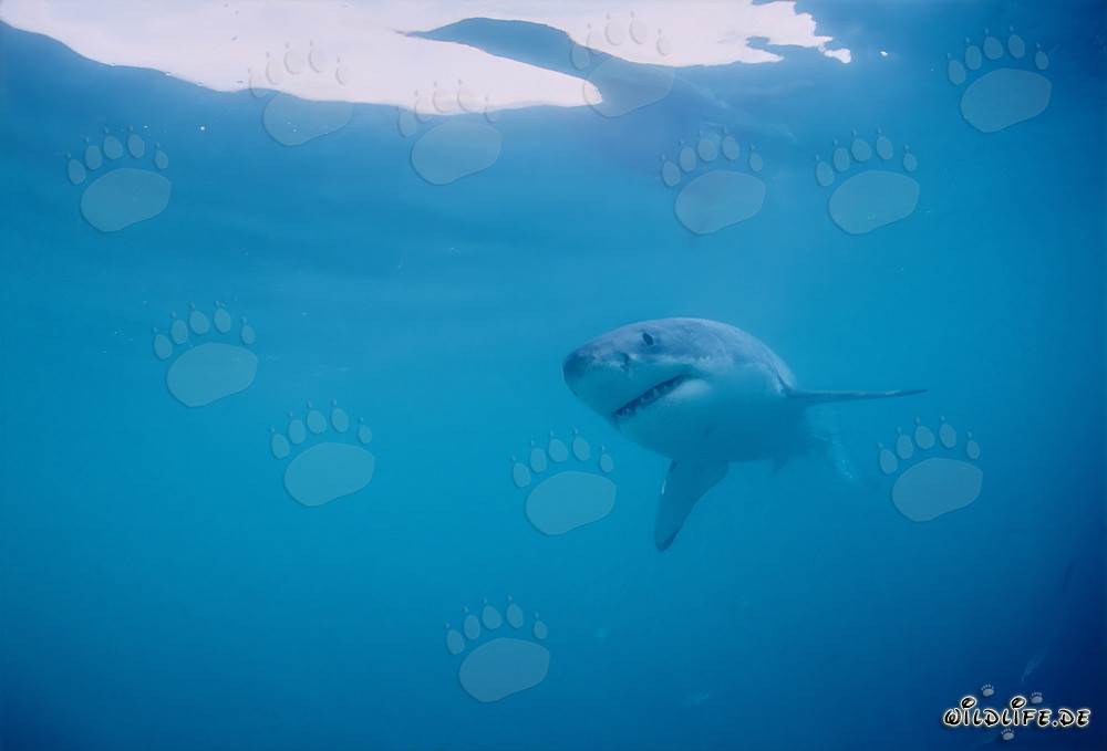 The Great White: Fascinating Hunter of the Seas