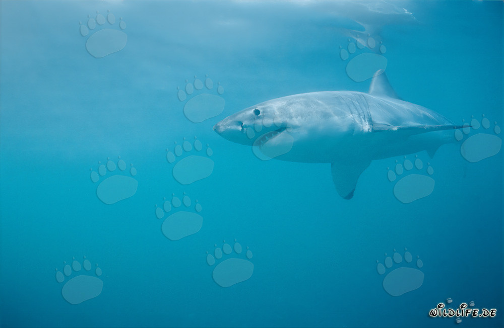 Grand requin blanc impressionnant au large de la côte sud-africaine