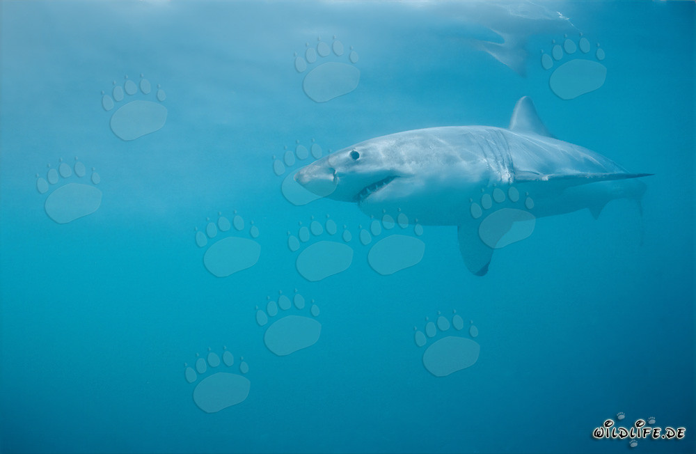 Impressive Great White Shark off the South African Coast