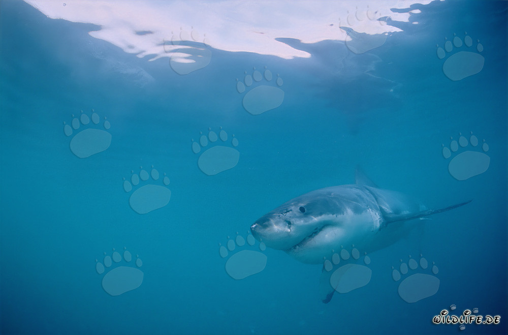 Affascinante giovane Squalo Bianco al largo della costa di Gansbaai