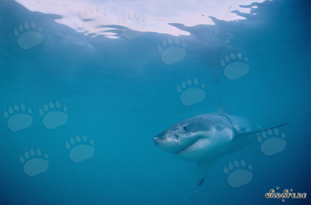 Jeune Grand Requin Blanc fascinant au large de Gansbaai