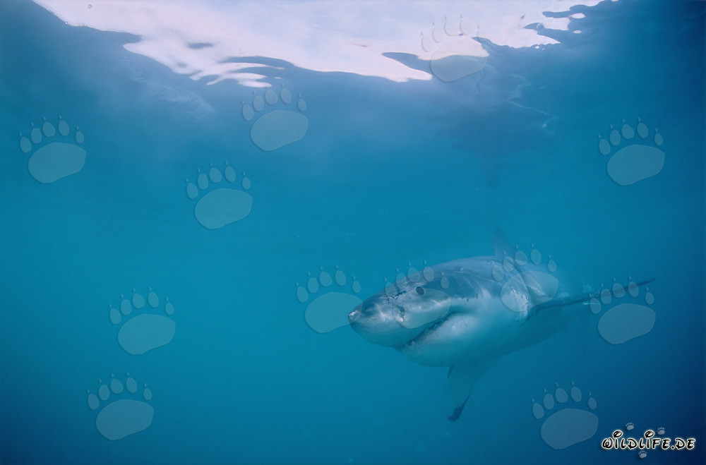 Fascinating Young Great White Shark off the coast of Gansbaai