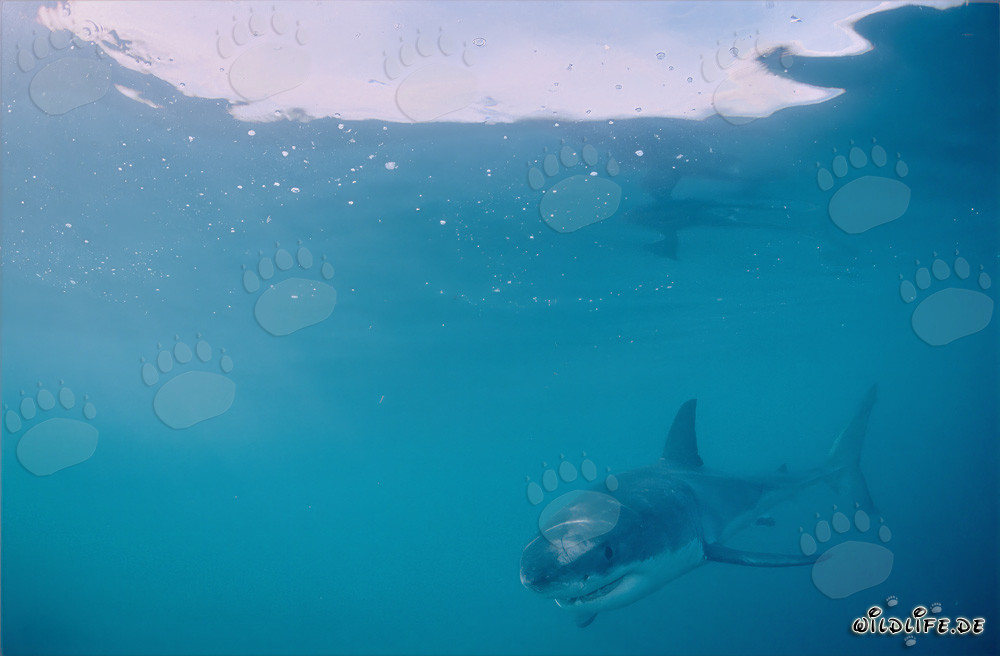 Jeune grand requin blanc explorant curieusement l'océan
