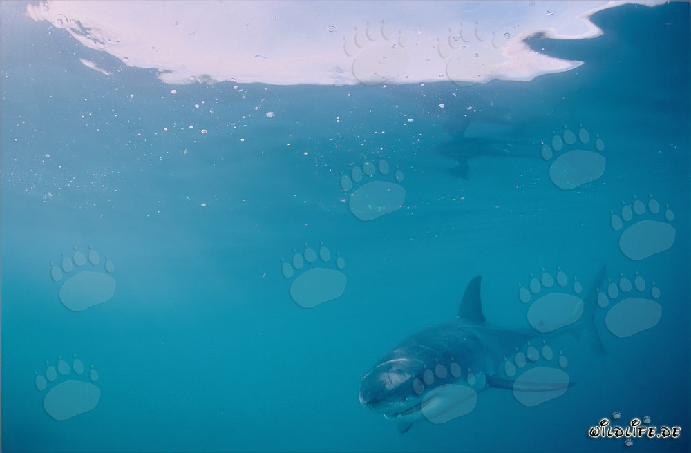 Curious Baby Great White Shark exploring the ocean
