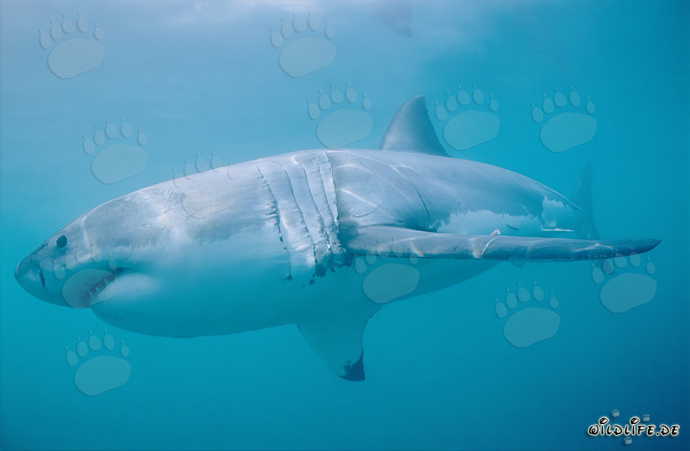 La majestueuse beauté du grand requin blanc dans son environnement naturel