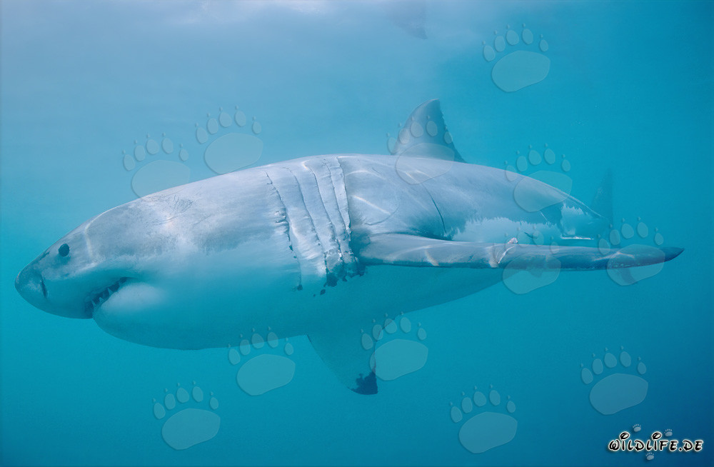La majestuosa belleza del gran tiburón blanco en su entorno natural