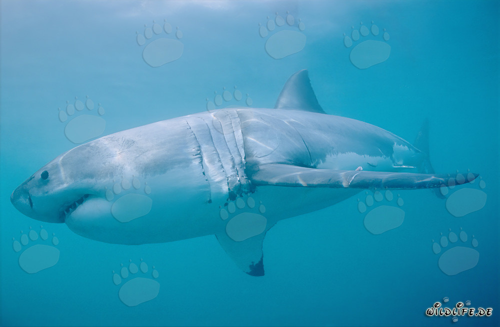 The majestic beauty of the Great White Shark in its natural habitat