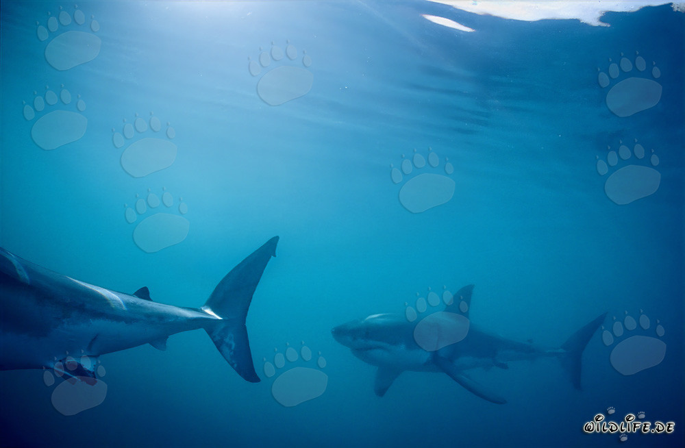 Great White Sharks on Patrol