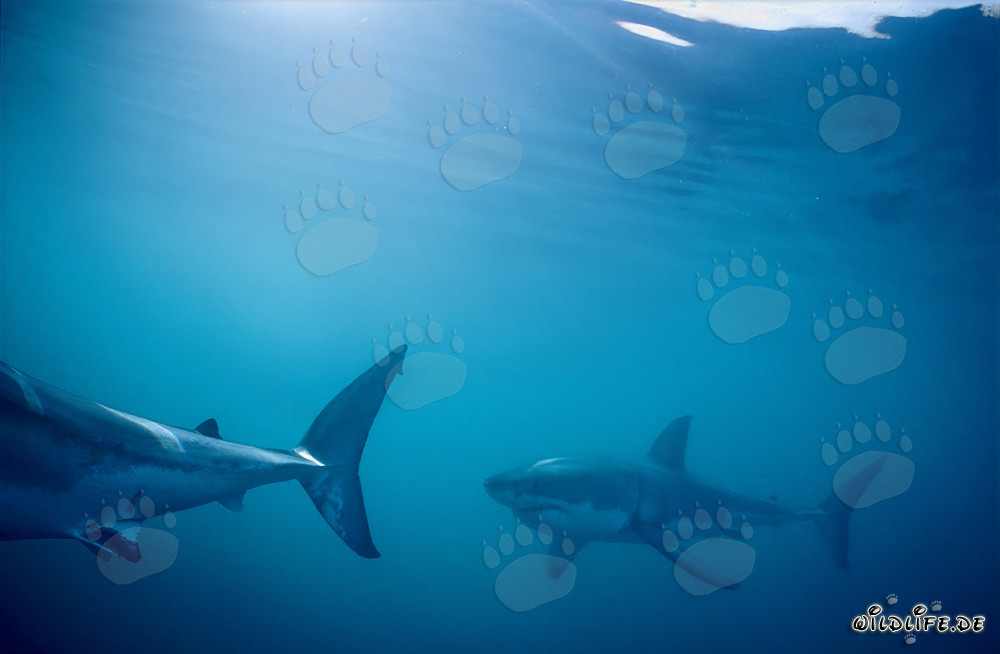 Requins blancs en patrouille