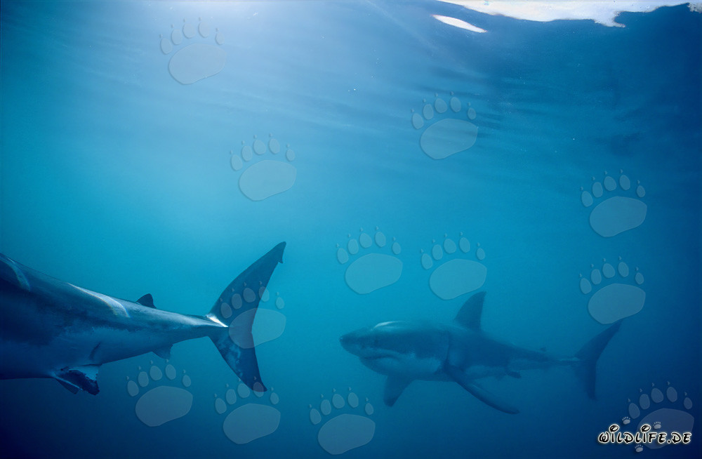 Tiburones blancos de patrulla