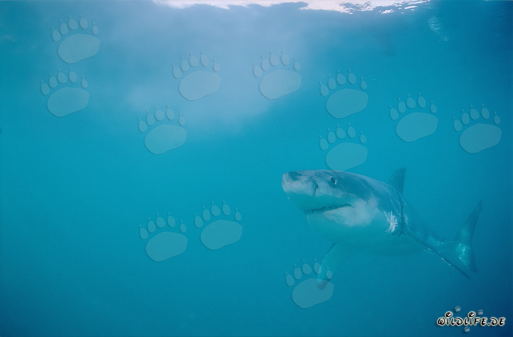 Grand requin blanc fascinant devant Geyser Rock, Western Cape